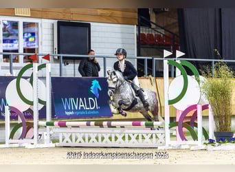 Welsh-A, Castrone, 6 Anni, 117 cm, Grigio