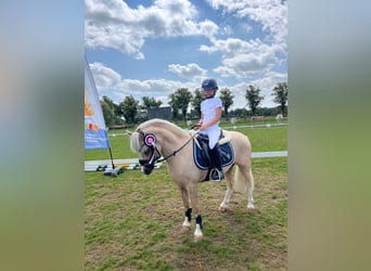 Welsh-A, Castrone, 6 Anni, 117 cm, Palomino