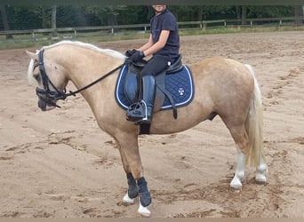 Welsh-A, Castrone, 6 Anni, 117 cm, Palomino