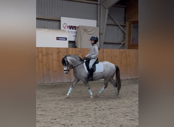 Welsh-A, Castrone, 6 Anni, 119 cm, Grigio