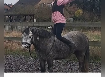 Welsh-A, Castrone, 6 Anni, 123 cm