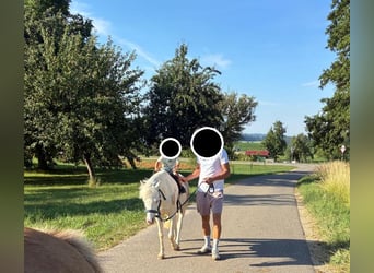 Welsh-A, Castrone, 6 Anni, Cremello