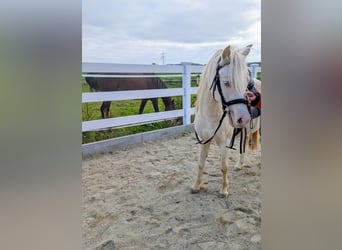 Welsh-A, Castrone, 6 Anni, Cremello