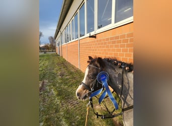 Welsh-A, Castrone, 7 Anni, 118 cm