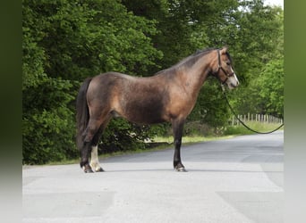 Welsh-A, Castrone, 7 Anni, 120 cm, Baio