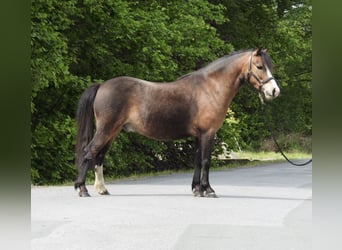 Welsh-A, Castrone, 7 Anni, 120 cm, Baio