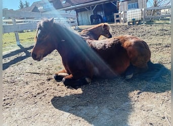 Welsh-A Mix, Castrone, 7 Anni, 122 cm, Baio