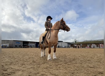 Welsh-A, Castrone, 7 Anni, 122 cm, Sauro scuro