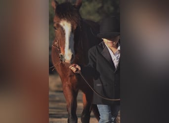 Welsh-A, Castrone, 7 Anni, 124 cm, Baio ciliegia