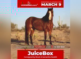 Welsh-A, Castrone, 7 Anni, 124 cm, Baio ciliegia