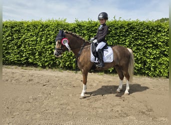 Welsh-A, Castrone, 7 Anni, 126 cm, Sauro