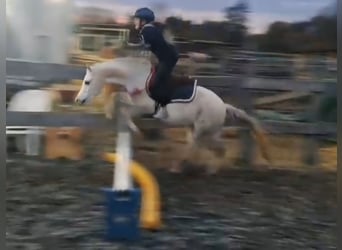 Welsh-A, Castrone, 7 Anni, 128 cm, Grigio