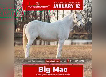 Welsh-A, Castrone, 7 Anni, Grigio