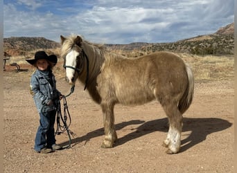 Welsh-A, Castrone, 8 Anni, 117 cm, Palomino