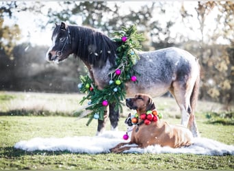 Welsh-A, Castrone, 8 Anni, 118 cm