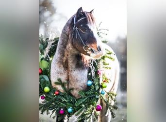 Welsh-A, Castrone, 8 Anni, 118 cm