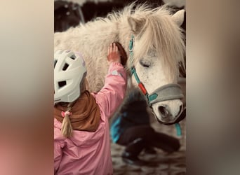 Welsh-A, Castrone, 8 Anni, 118 cm, Grigio