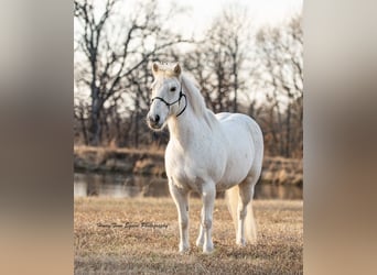 Welsh-A, Castrone, 8 Anni, 119 cm, Grigio