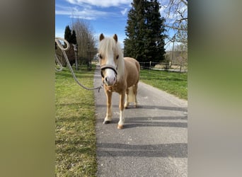 Welsh-A, Castrone, 8 Anni, 121 cm, Palomino