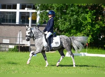 Welsh-A, Castrone, 8 Anni, 123 cm, Grigio