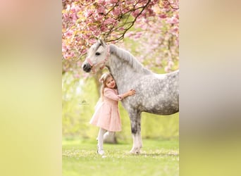 Welsh-A, Castrone, 8 Anni, 123 cm, Grigio