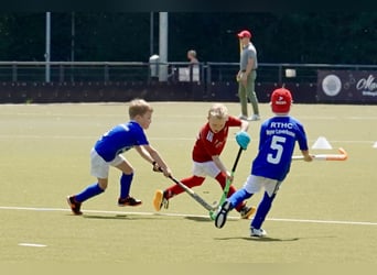 Welsh-A, Castrone, 8 Anni, 125 cm, Baio