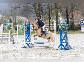 Welsh-A, Castrone, 8 Anni, 125 cm, Red dun