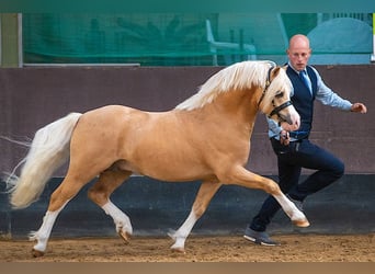 Welsh-A, Castrone, 9 Anni, 114 cm, Baio