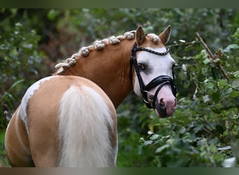 Welsh-A, Castrone, 9 Anni, 117 cm, Overo-tutti i colori