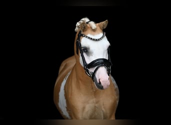 Welsh-A, Castrone, 9 Anni, 117 cm, Overo-tutti i colori