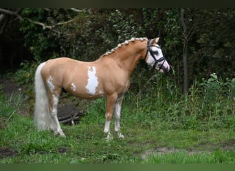 Welsh-A, Castrone, 9 Anni, 117 cm, Overo-tutti i colori