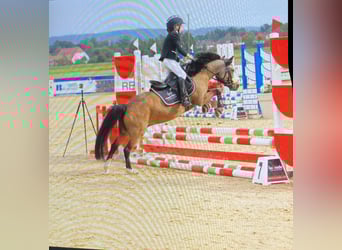 Welsh-A, Castrone, 9 Anni, 121 cm, Falbo