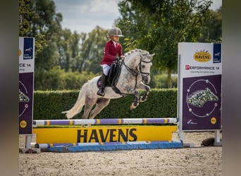 Welsh-A, Castrone, 9 Anni, 121 cm, Leardo