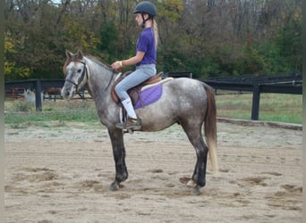 Welsh-A, Castrone, 9 Anni, 130 cm, Grigio