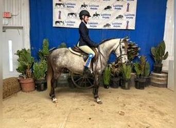 Welsh-A, Castrone, 9 Anni, 130 cm, Grigio