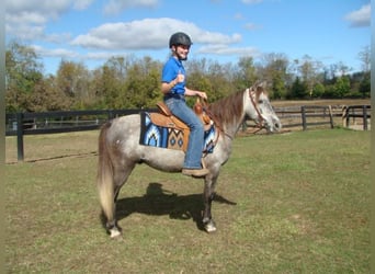 Welsh-A, Castrone, 9 Anni, 130 cm, Grigio