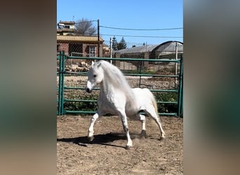 Welsh-A, Étalon, 13 Ans, 117 cm, Gris