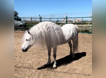 Welsh-A, Étalon, 13 Ans, 117 cm, Gris