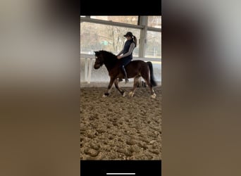 Welsh-A, Étalon, 16 Ans, 122 cm, Bai