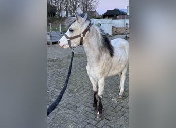 Welsh-A, Étalon, 1 Année, 107 cm, Buckskin