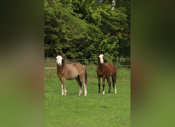 Welsh-A, Étalon, 1 Année, 119 cm, Bai