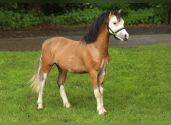 Welsh-A, Étalon, 1 Année, 121 cm, Isabelle