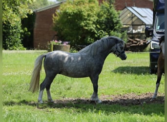 Welsh-A, Étalon, 2 Ans, 115 cm, Gris