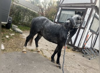 Welsh-A, Étalon, 2 Ans, 115 cm, Gris pommelé