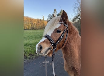 Welsh-A, Étalon, 3 Ans, 114 cm, Alezan