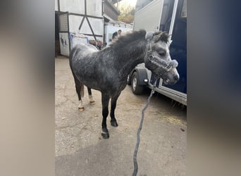 Welsh-A, Étalon, 3 Ans, 115 cm, Gris pommelé