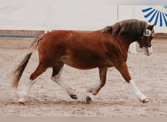 Welsh-A, Étalon, 3 Ans, 118 cm, Alezan