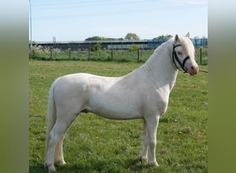 Welsh-A, Étalon, 3 Ans, 120 cm, Cremello