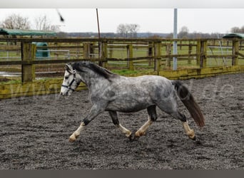 Welsh-A, Étalon, 3 Ans, 120 cm, Gris