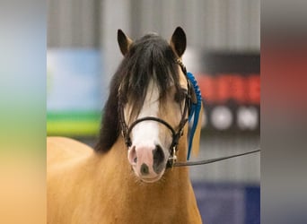 Welsh-A, Étalon, 4 Ans, 122 cm, Buckskin